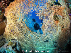 Gorgonia @ Far garden by Adolfo Maciocco 
